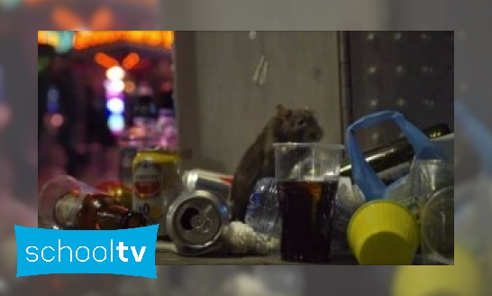 Plaatje Hoe schoon zijn ratten?