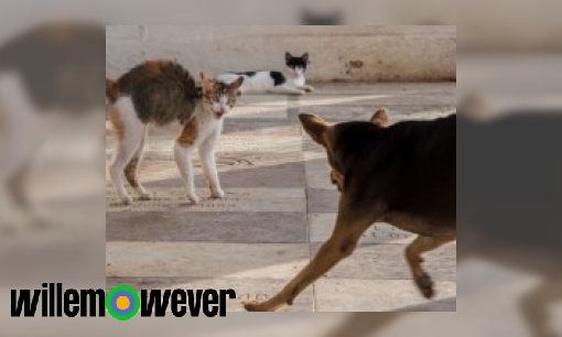 Waarom zitten honden en katten achter elkaar aan?