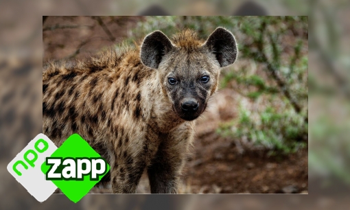 Plaatje Waku Waku weetjes over de hyena