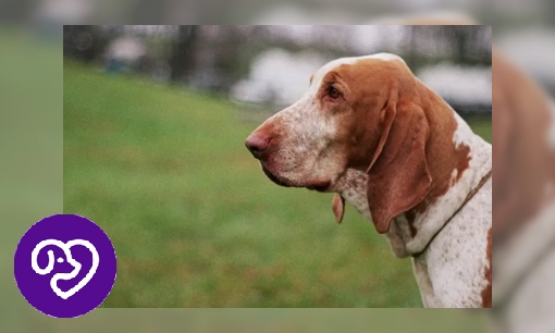 Plaatje Bracco Italiano