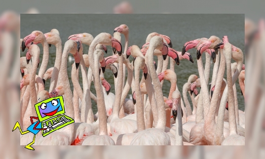 Plaatje Flamingo