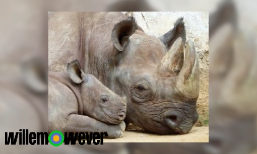 Waarom gaat een neushoorn zo vaak in bad?