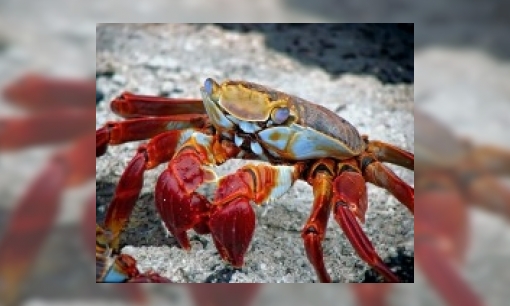 Waarom is het bloed van een mens rood en van een kreeft blauw?