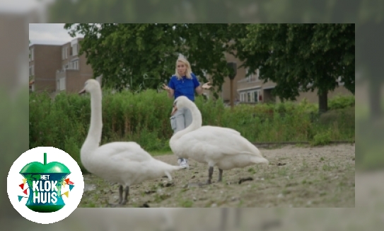 Plaatje Knobbelzwaan