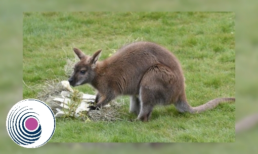 Plaatje Spreekbeurt Wallaby