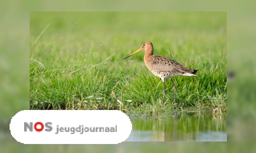 Drie vragen over weidevogels