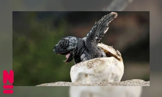 Een jongen of een meisje? De temperatuur bepaalt