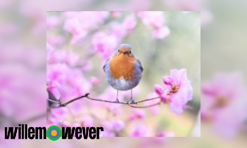 Lente! Waarom wordt het voorjaar ook wel lente genoemd?