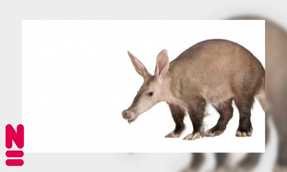 Plaatje Het aardvarken, een kampioen?