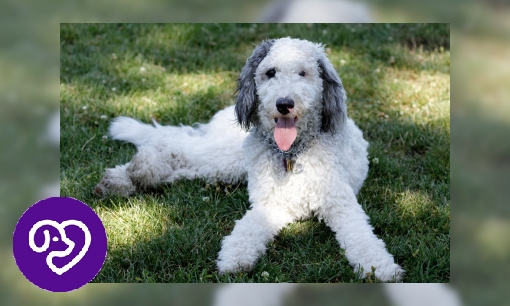 Plaatje Bernedoodle