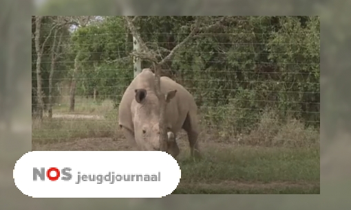 Laatste witte neushoorn-mannetje ter wereld dood