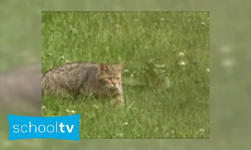 Plaatje Sluipen als een kat