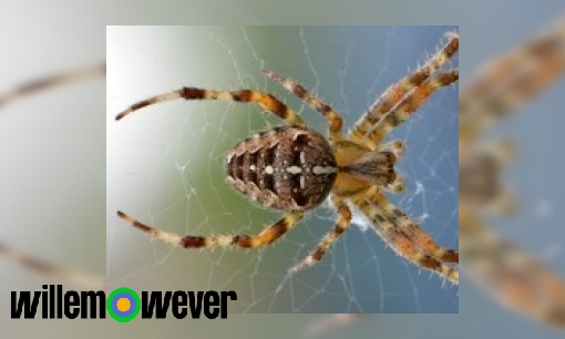 Plaatje Waarom hangen spinnen op hun kop in hun web?