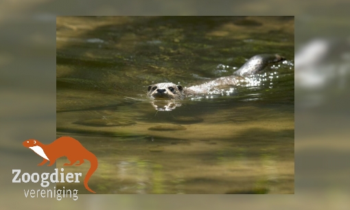Plaatje Otter