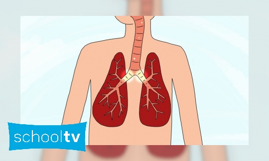 Plaatje Wat is een longontsteking?