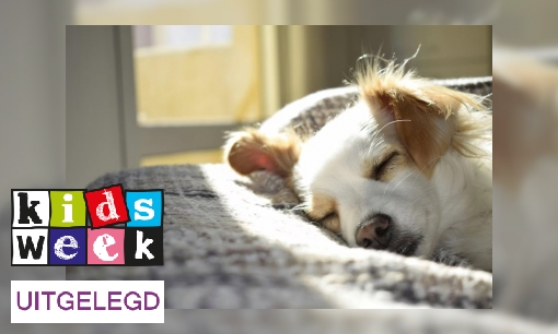 Plaatje Uitdrukking uitgelegd: ‘Je moet geen slapende honden wakker maken’