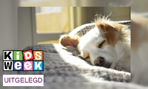 Plaatje Uitdrukking uitgelegd: ‘Je moet geen slapende honden wakker maken’