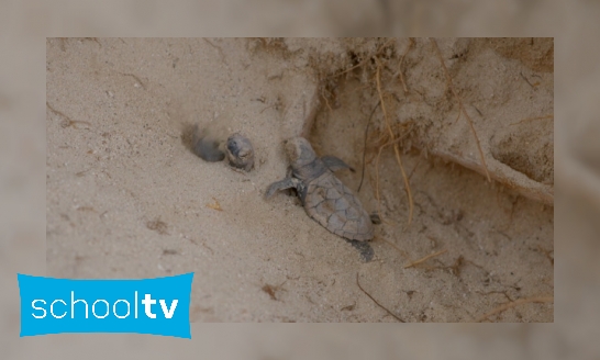 Plaatje De toekomst van de zeeschildpad