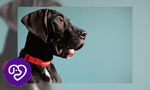 Plaatje Duitse dog