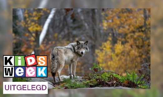Plaatje Schieten op wolf met verfkogels mag niet