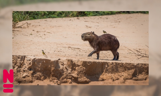 Plaatje Iedereen is dol op capibara’s (zelfs parasieten)