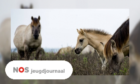 Drie vragen over de Oostvaardersplassen