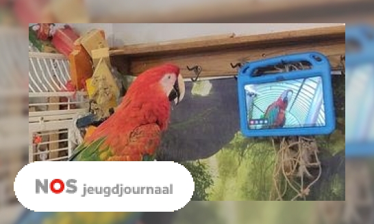 Plaatje Papegaaien minder eenzaam door videobellen