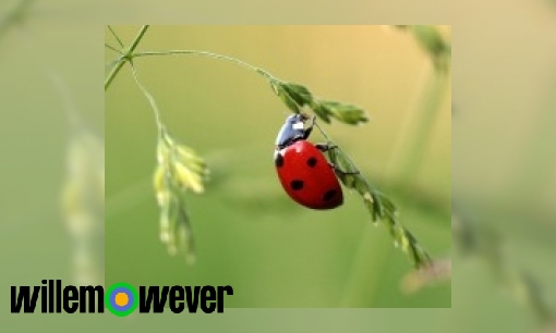 Plaatje Hoe kan het dat een lieveheersbeestje ondersteboven kan lopen?