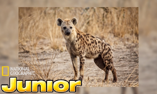 Plaatje Sterrins Dierenencyclopedie: de gevlekte hyena