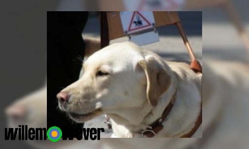 Plaatje Hoe weet een blindengeleidehond waar zijn baasje naartoe moet?