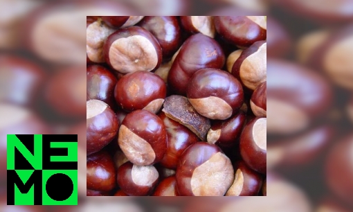 Plaatje Waarom hebben kastanjes altijd zo’n witte plek?