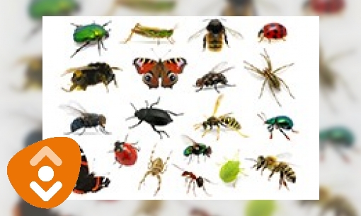 Plaatje Insecten