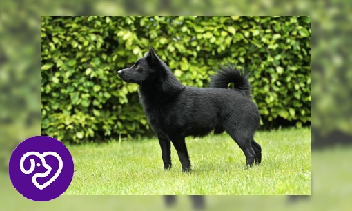 Plaatje Schipperke