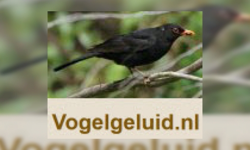 Vogelgeluiden