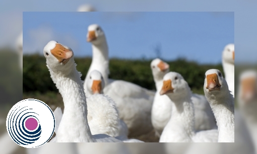 Plaatje Spreekbeurt gans