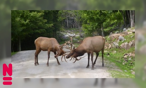 Plaatje Het edelhert in de bronst