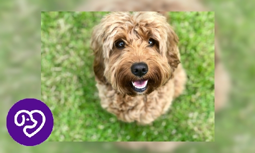 Plaatje Cockapoo