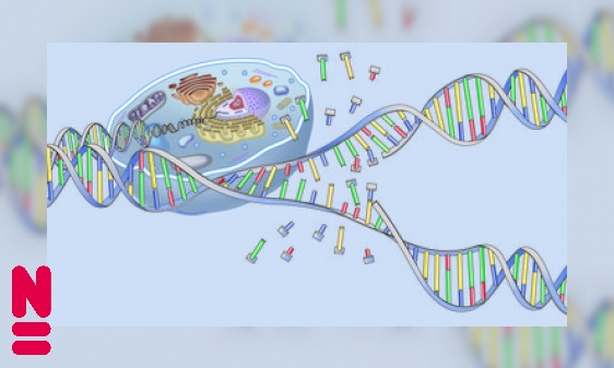 Plaatje DNA: code van het leven