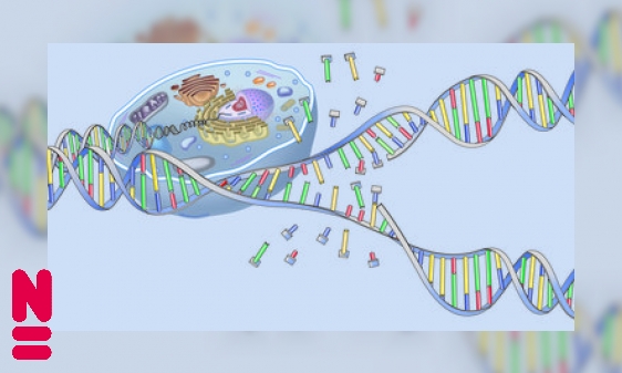 DNA: code van het leven