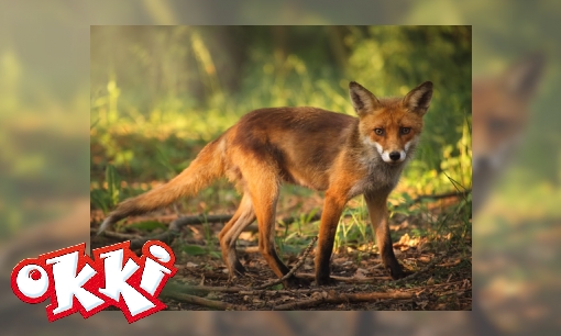 Plaatje Speuren in het bos