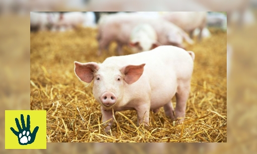 Plaatje Spreekbeurt over varkens