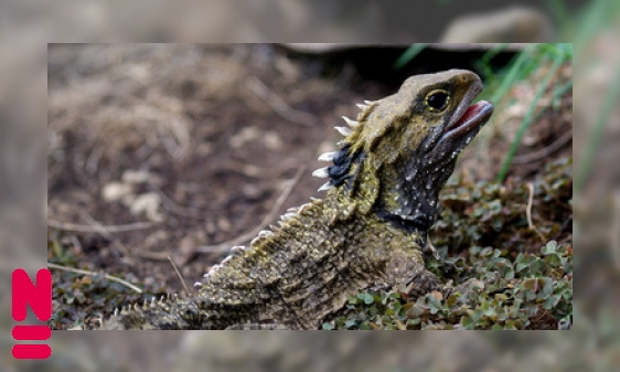 Plaatje De tuatara: de laatste der Brughagedissen