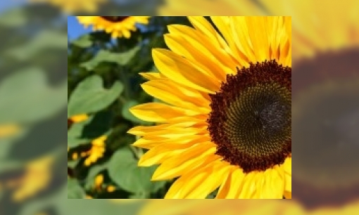 Plaatje Hoeveel zonnebloemen zitten er in 1 fles zonnebloemolie?