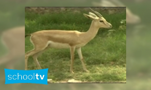 Plaatje Gazelles