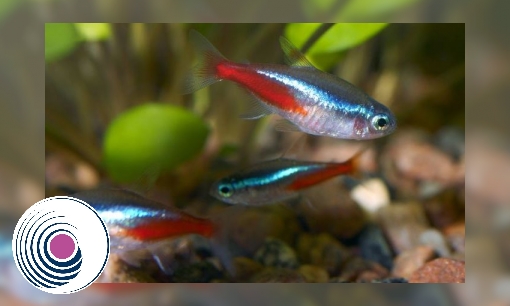 Spreekbeurt Neontetra