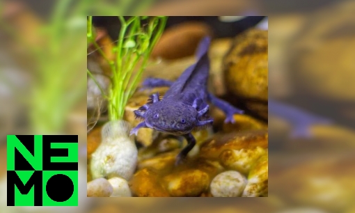 Plaatje Hoe kunnen sommige dieren lichaamsdelen laten teruggroeien?