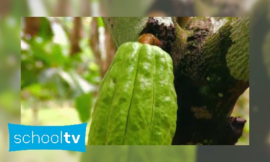 Hoe wordt cacao gemaakt?