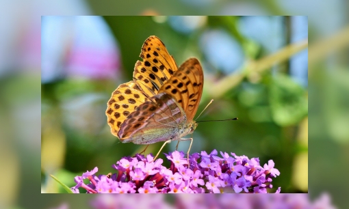 Plaatje Overzicht van vlinders