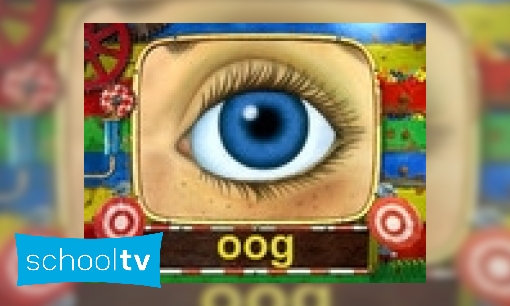 Het oog