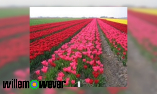 Plaatje Waar komen de snijbloemen vandaan?